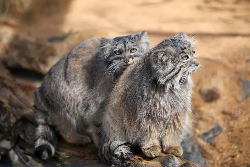 プラハ動物園のプリンセッサとスパイの写真