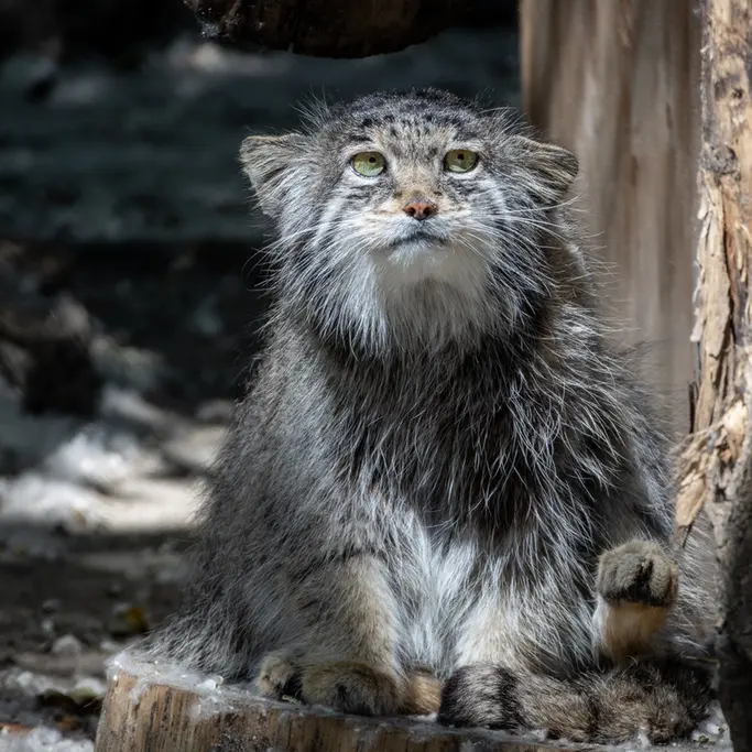 ノヴォシビルスク動物園のミアの写真