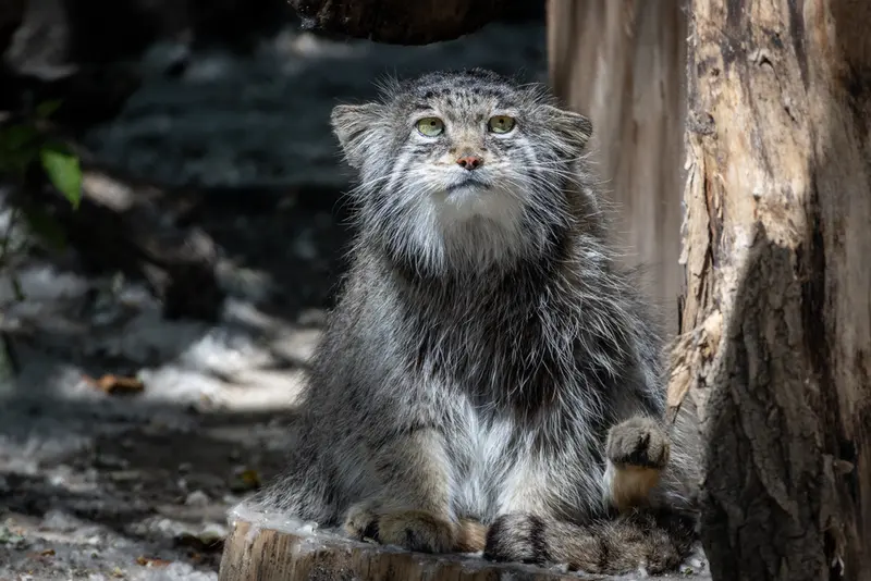 ノヴォシビルスク動物園のミアの写真