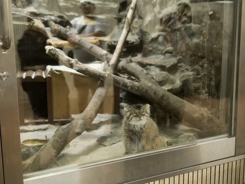 恩賜上野動物園のプリームラの写真
