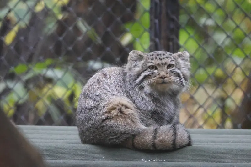 ノヴォシビルスク動物園のマヌルネコの写真