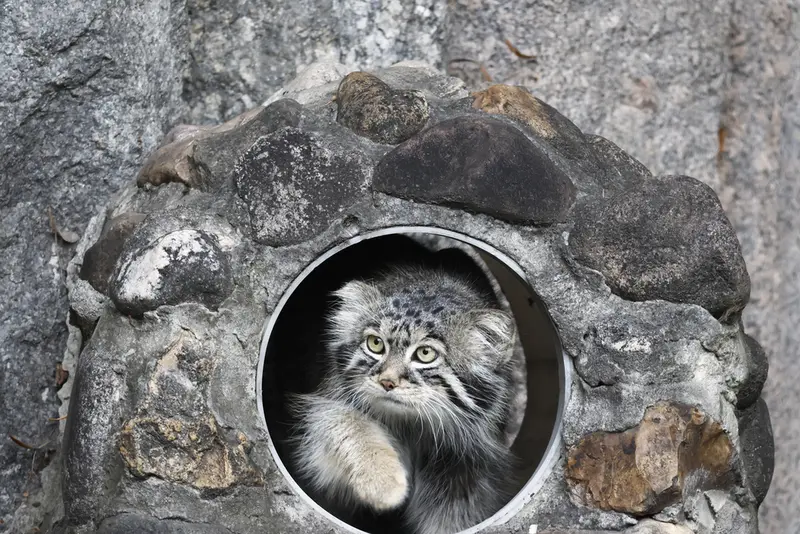 モスクワ動物園のティモフェイの写真