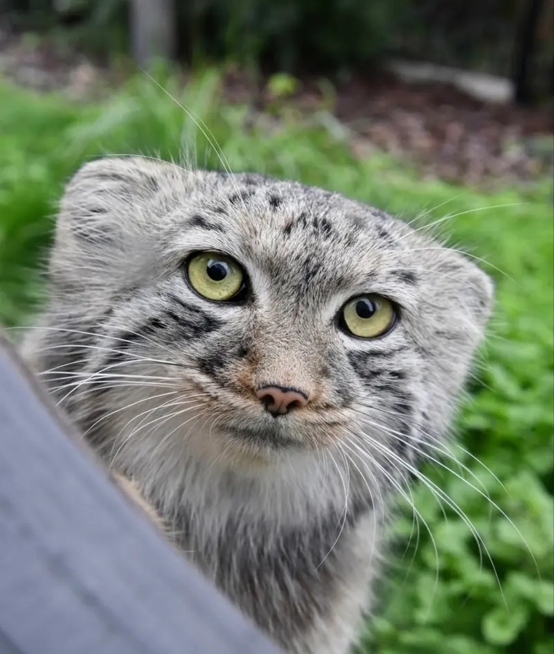 ビオ・トピア・ダンケルクのマヌルネコの写真