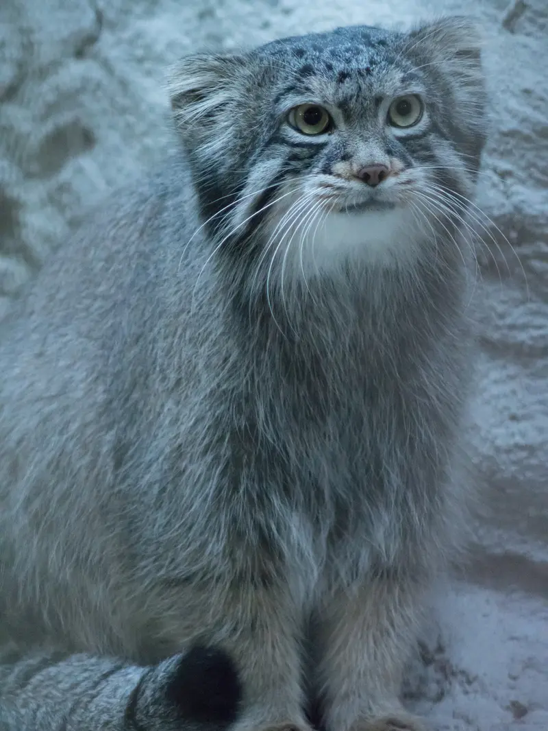 野毛山動物園のフィーガの写真