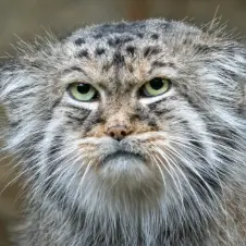 イフラヴァ動物園のペスキの写真