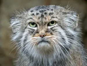 イフラヴァ動物園のペスキの写真