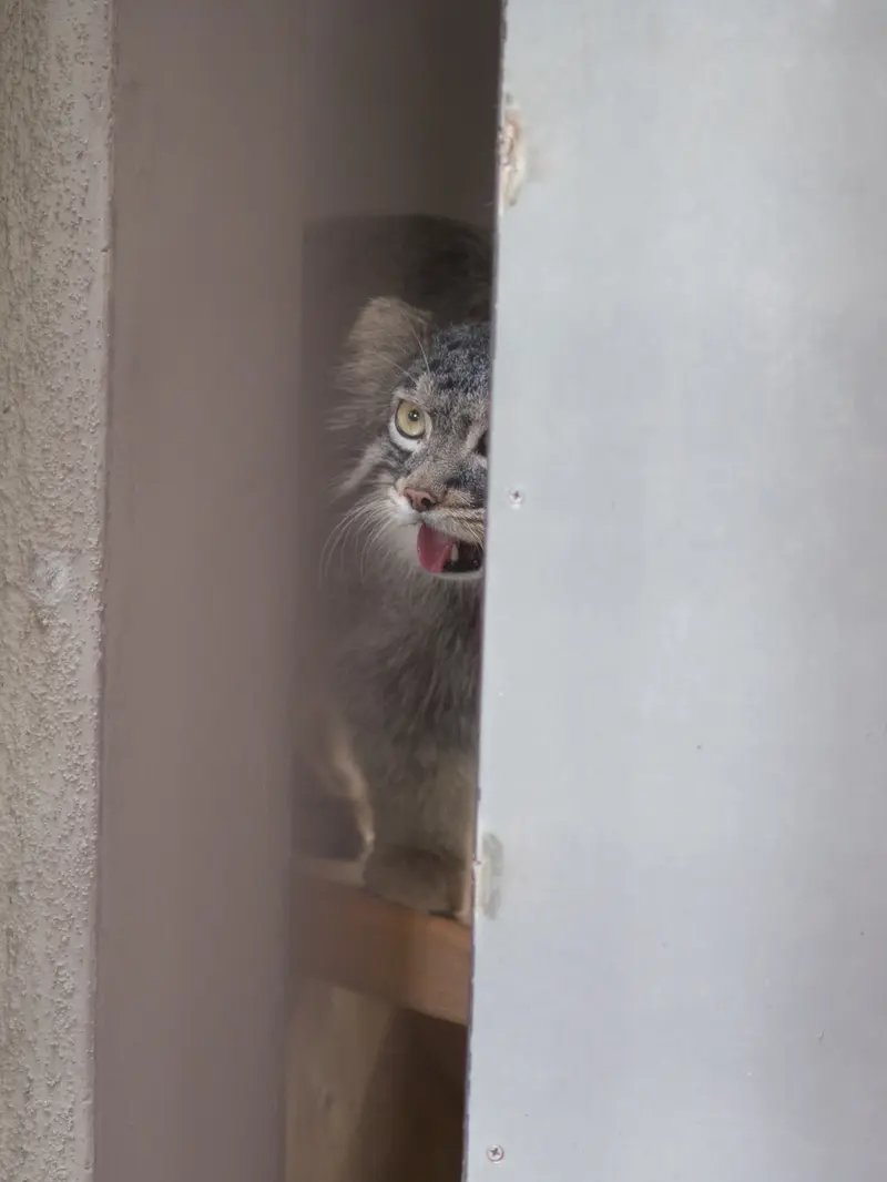 野毛山動物園のフィーガの写真