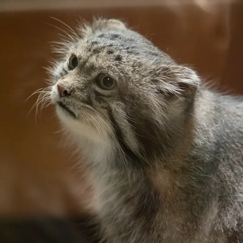 恩賜上野動物園のクリョンの写真