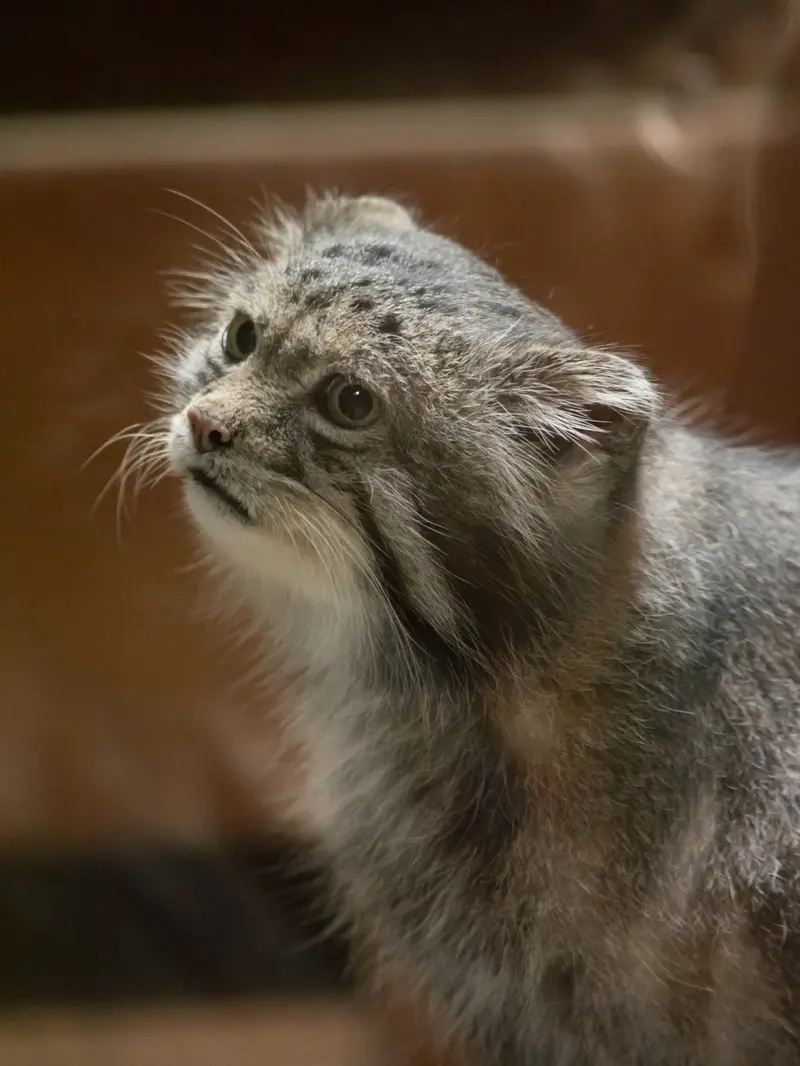 恩賜上野動物園のクリョンの写真