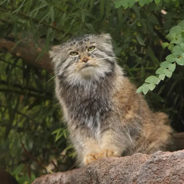 ユタズ・ホグル動物園のペテンカの写真