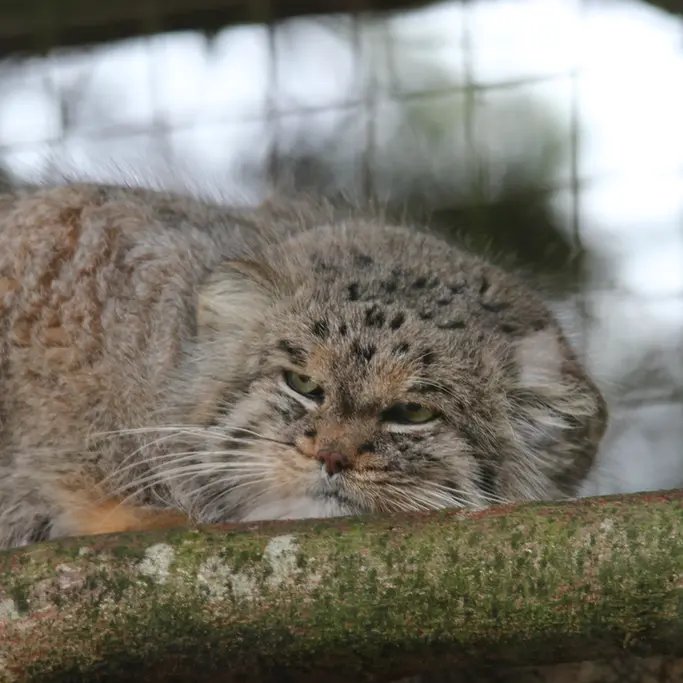 バナム動物園のバックの写真