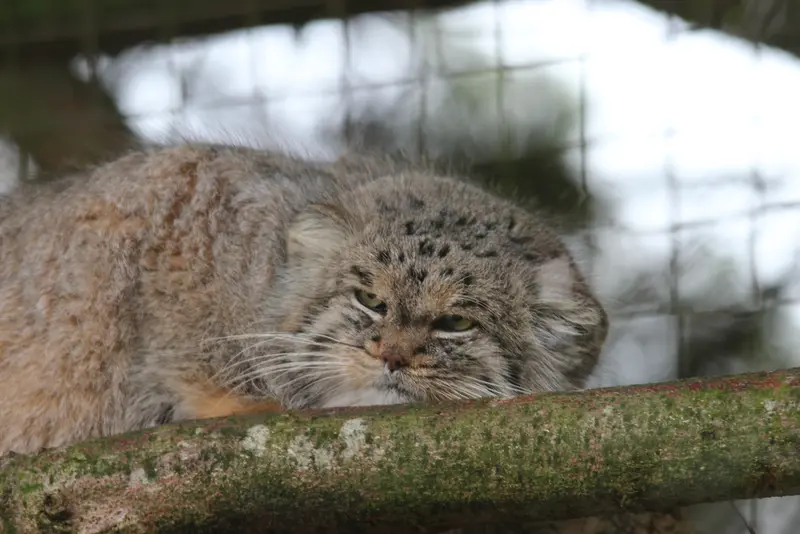 バナム動物園のバックの写真