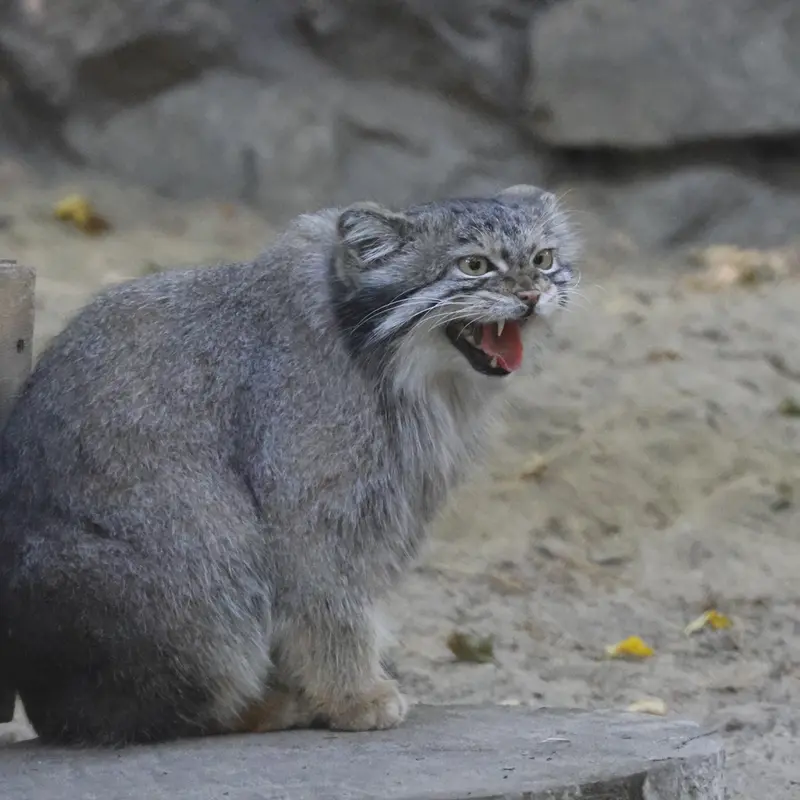 ノヴォシビルスク動物園のスネジャナの写真