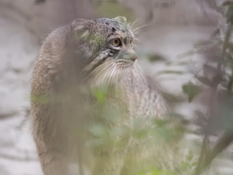 野毛山動物園のフィーガの写真