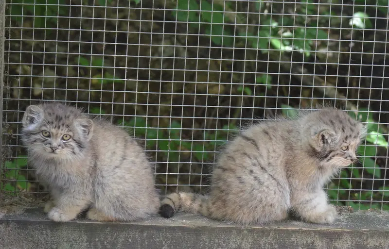 コシツェ動物園のアラニの子（2026年生まれ）Ⅰとアラニの子（2026年生まれ）Ⅱの写真