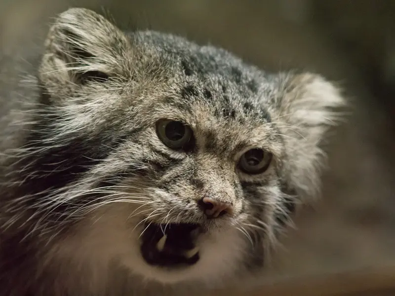 恩賜上野動物園のクリョンの写真