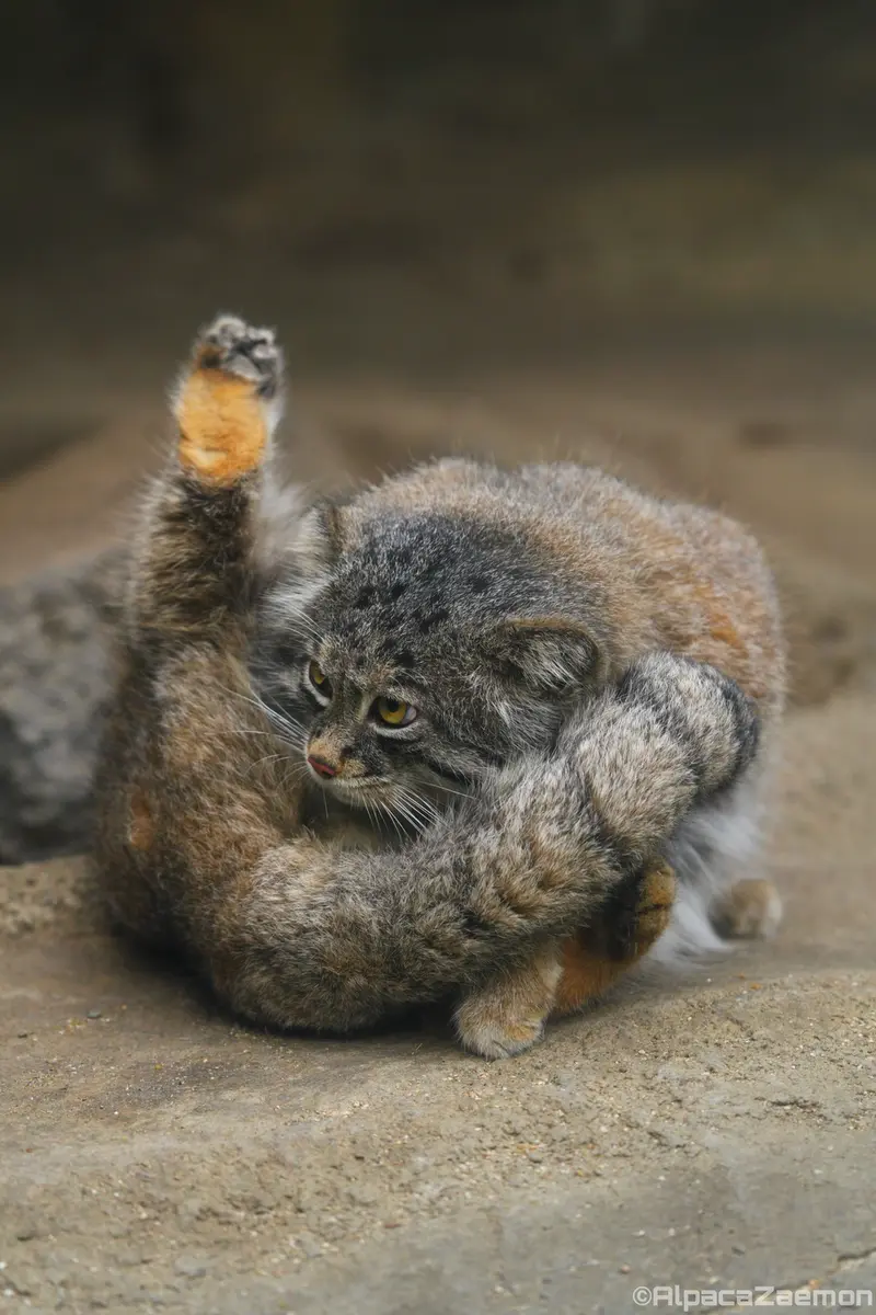 神戸どうぶつ王国のナルの写真