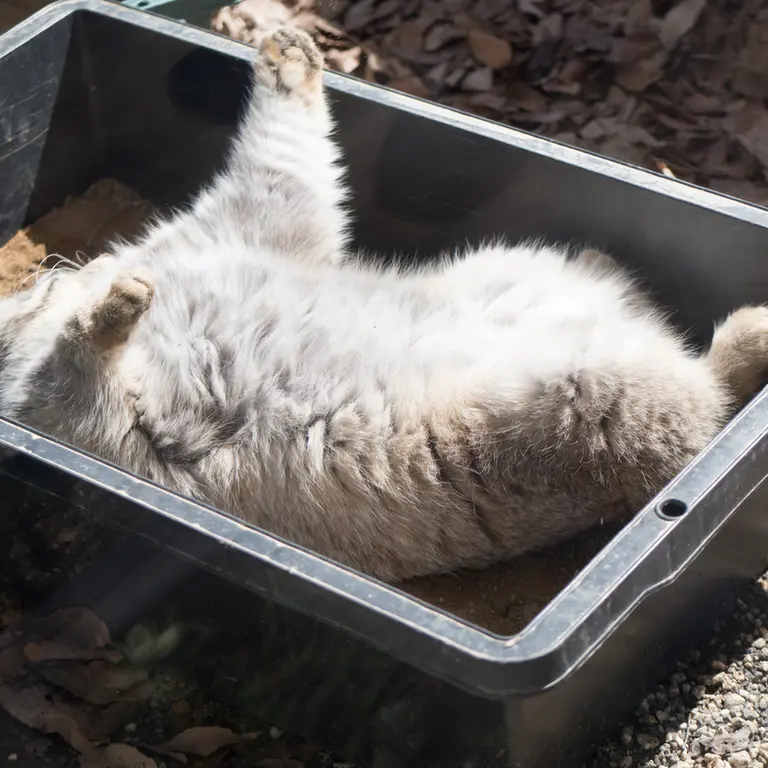 埼玉県こども動物自然公園のロータスの写真