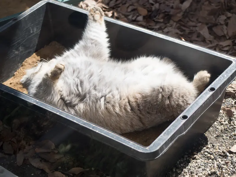 埼玉県こども動物自然公園のロータスの写真