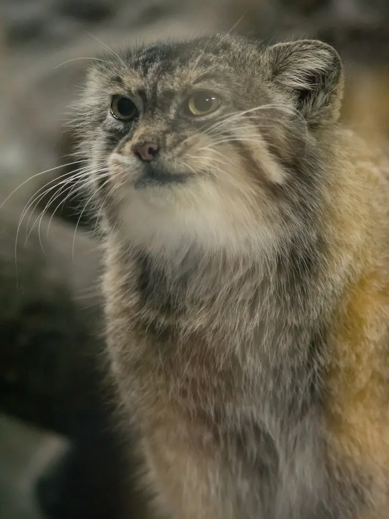 恩賜上野動物園のプリームラの写真