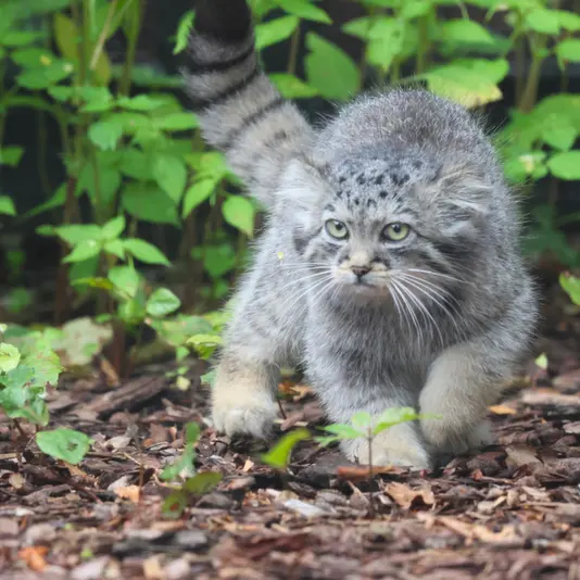グダニスク動物園のザヤの写真