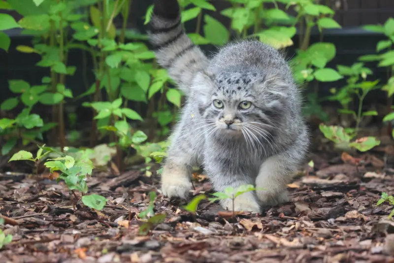 グダニスク動物園のザヤの写真