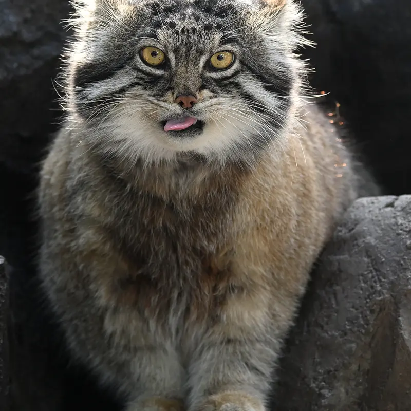 旭山動物園のグルーシャの写真