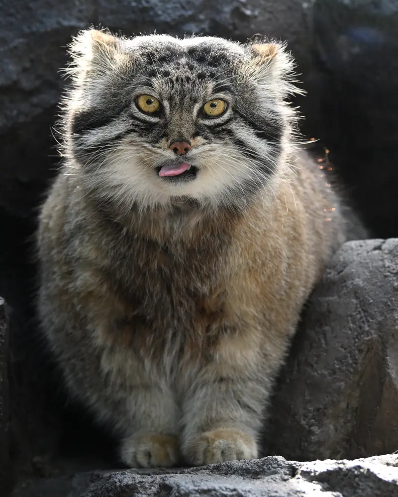旭山動物園のグルーシャの写真