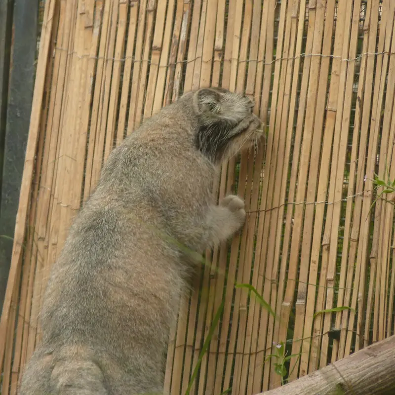 エディンバラ動物園のアキコの写真