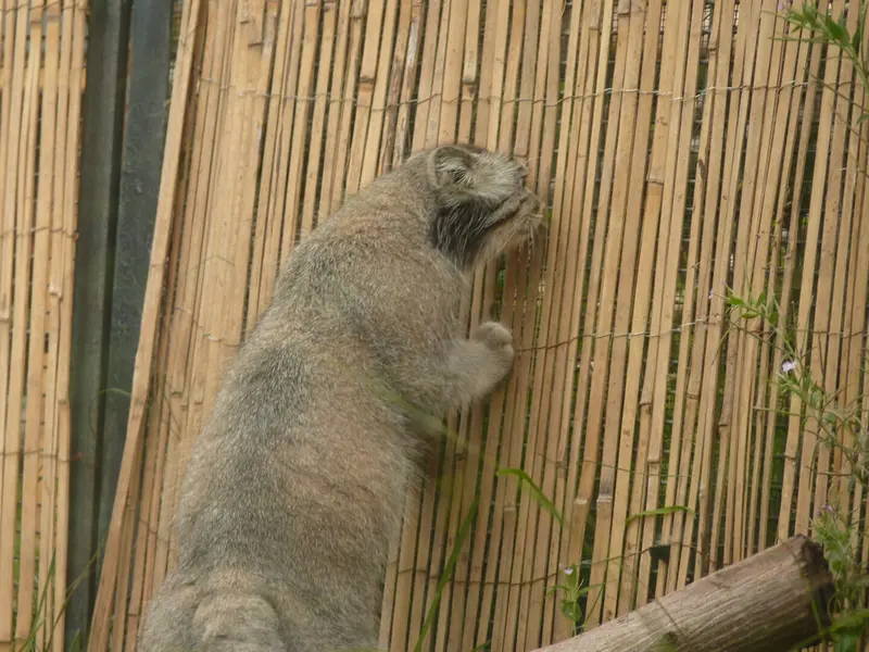 エディンバラ動物園のアキコの写真