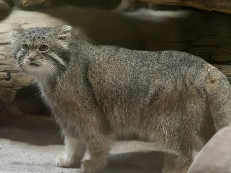 恩賜上野動物園のクリョンの写真