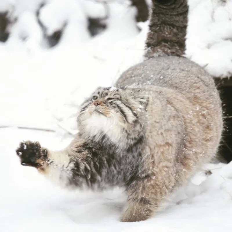 ノヴォシビルスク動物園のゼレノゴルスクの写真