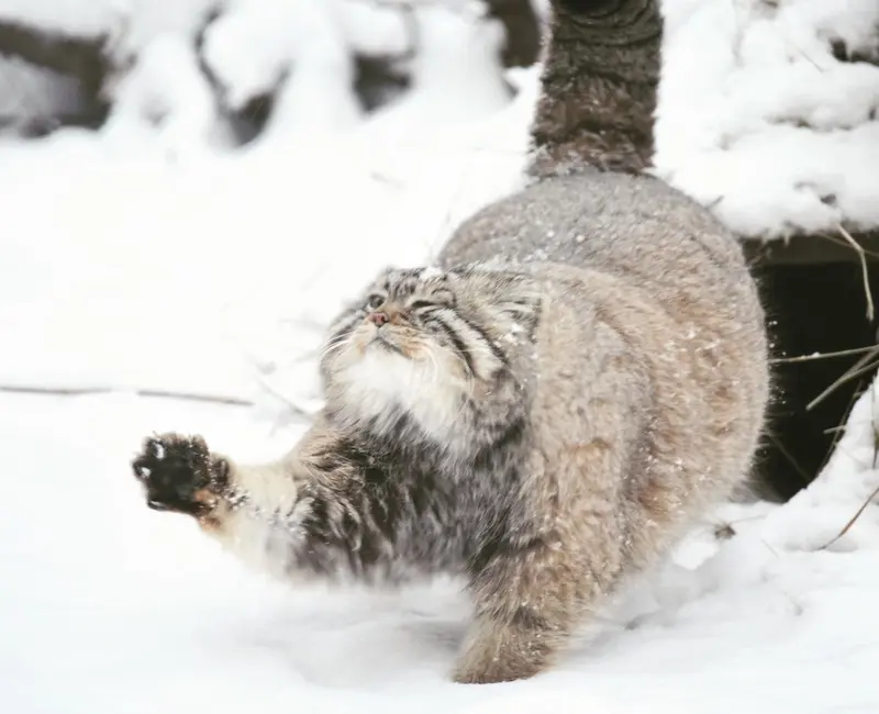 ノヴォシビルスク動物園のゼレノゴルスクの写真