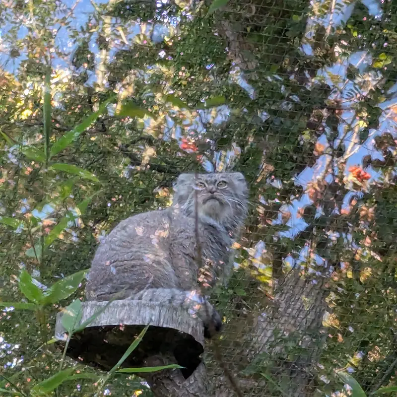 トレゴムール動物園のイウォークの写真