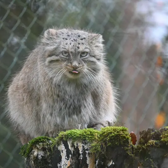 オペル動物園のフェイの写真