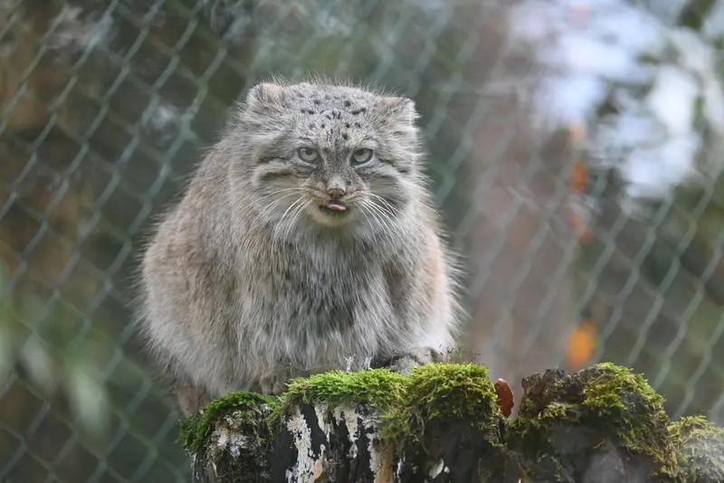 オペル動物園のフェイの写真