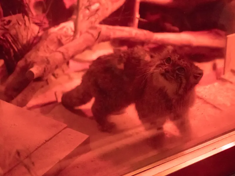 恩賜上野動物園のナイマの写真