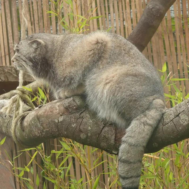 エディンバラ動物園のアキコの写真