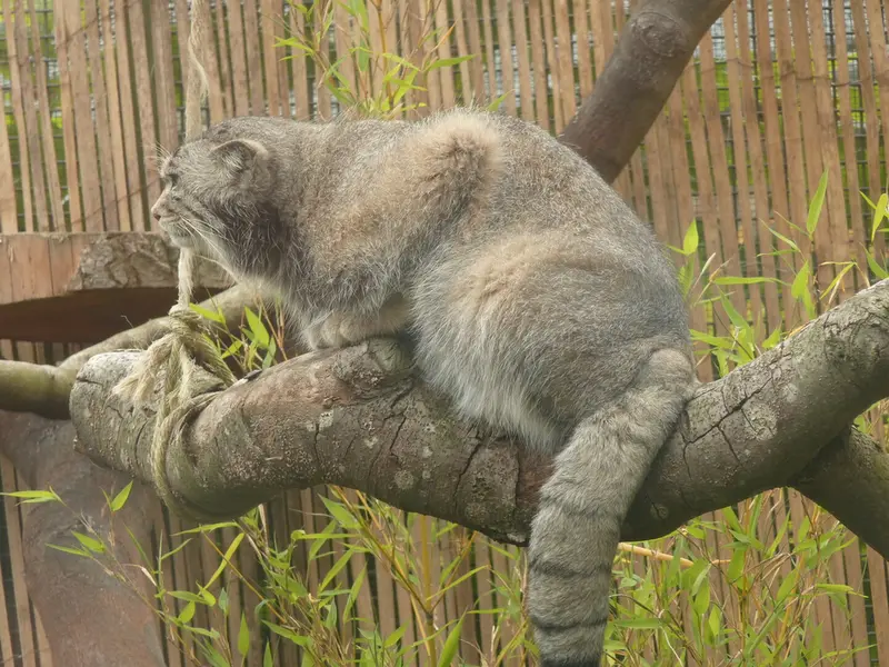 エディンバラ動物園のアキコの写真