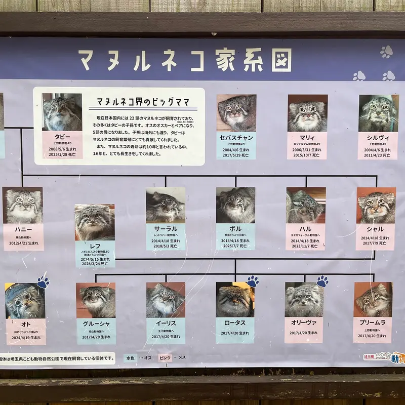 埼玉県こども動物自然公園のマヌルネコの写真