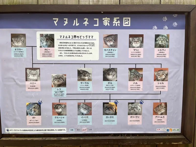 埼玉県こども動物自然公園のマヌルネコの写真