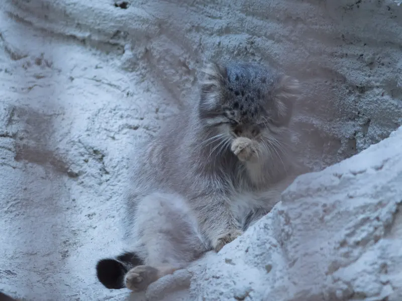 野毛山動物園のフィーガの写真
