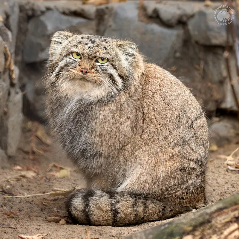 ノヴォシビルスク動物園のヴィオレッタの写真