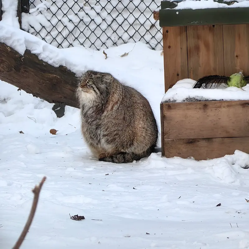 ノヴォシビルスク動物園のスネジンカの写真