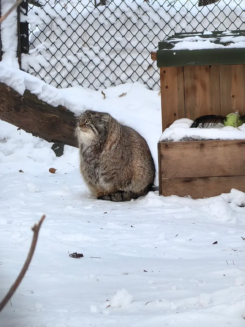ノヴォシビルスク動物園のスネジンカの写真