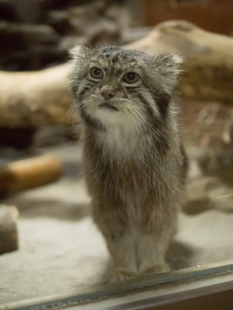 恩賜上野動物園のクリョンの写真