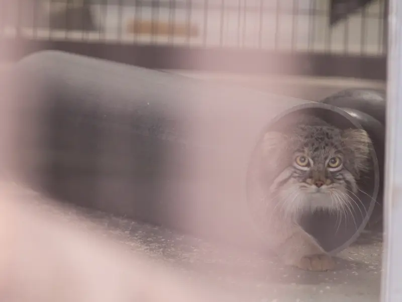 野毛山動物園のフィーガの写真