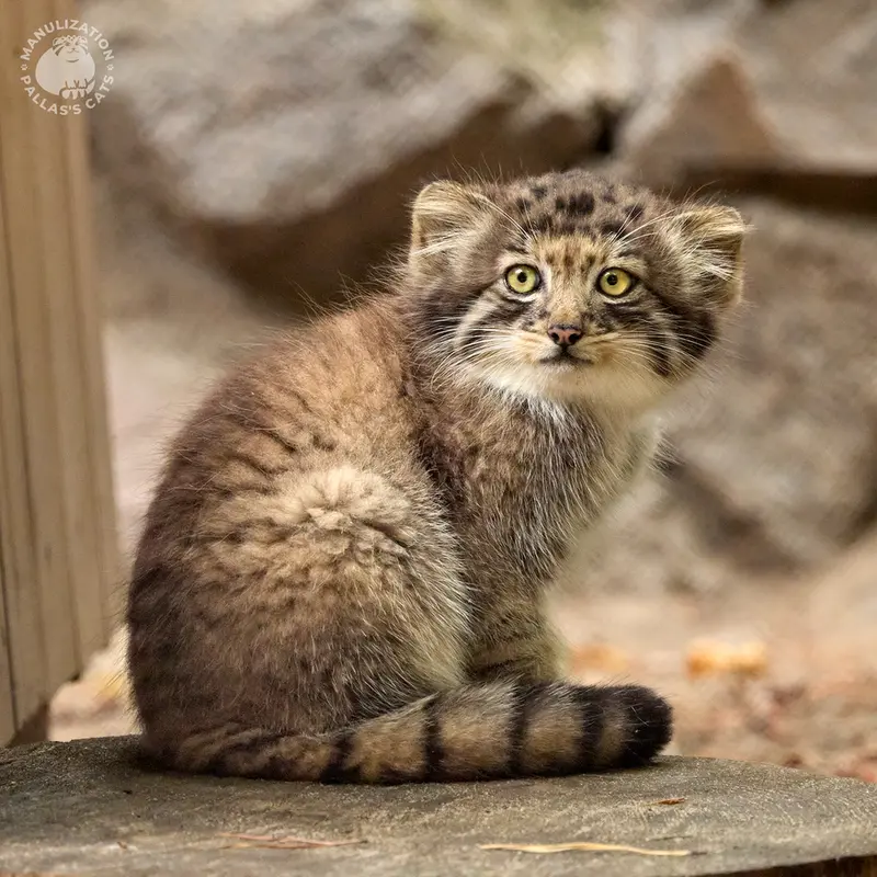 ノヴォシビルスク動物園のイヴの子（2026年生まれ）Ⅳの写真