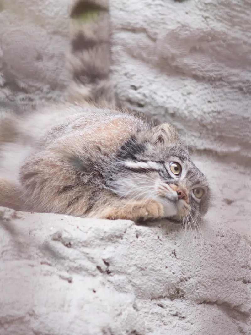 野毛山動物園のフィーガの写真