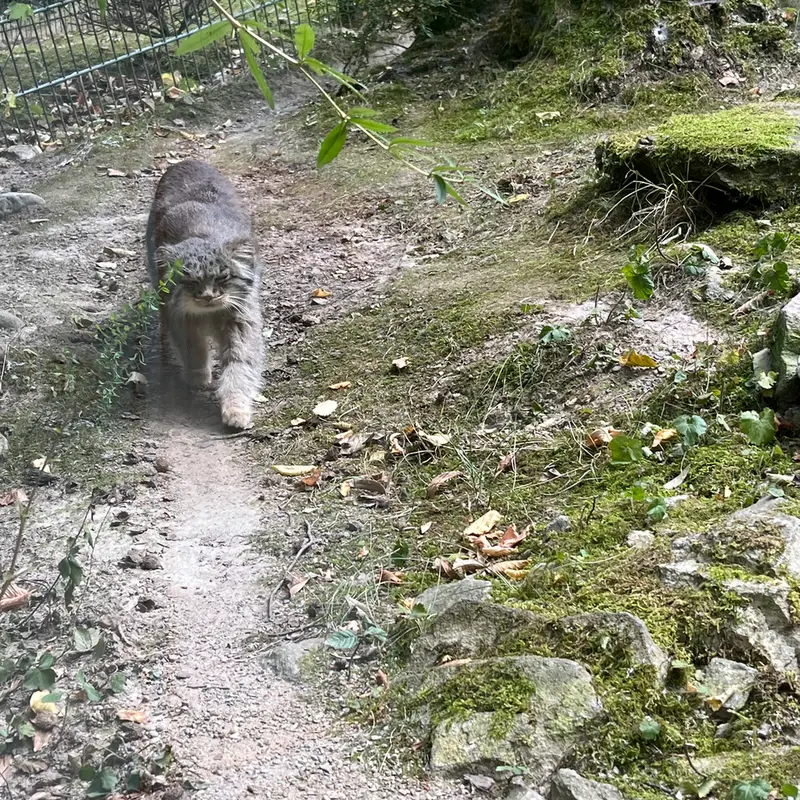 オペル動物園のバトゥの写真